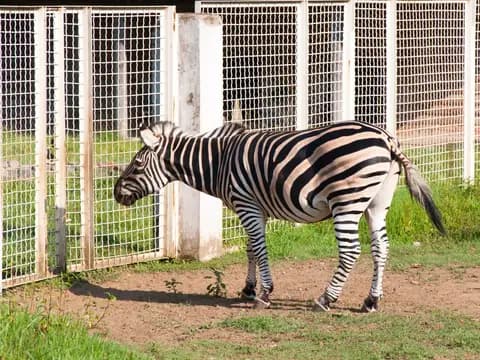 Batumi Zoo